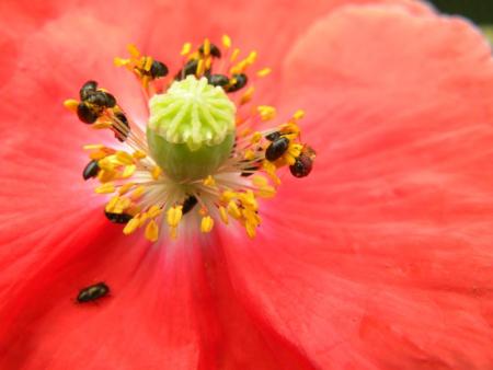 coeur de coquelicot