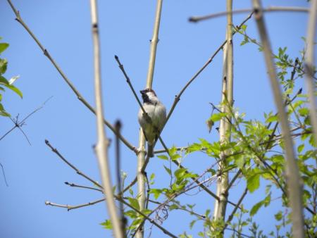 moineau