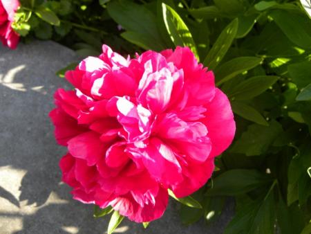 rose pivoine