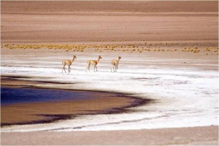 Trekking au CHILI, sud Lipez