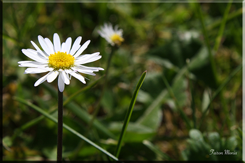 Photo de fleur en Ardenne 9