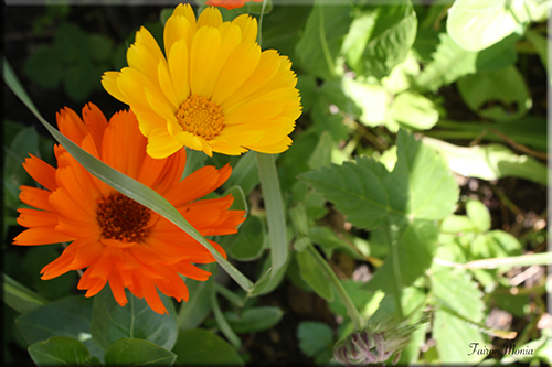 Photo de fleur en Ardenne 18