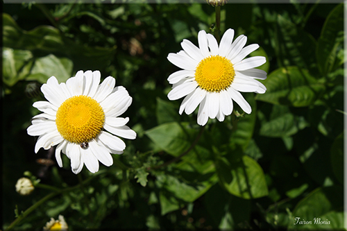 Photo de fleur en Ardenne 12