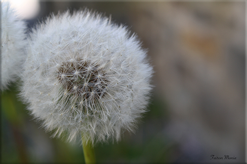 Photo de fleur en Ardenne 7