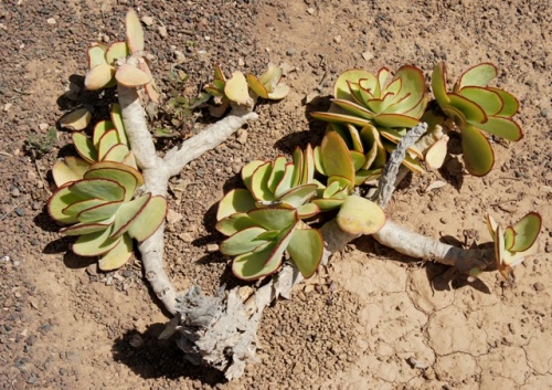 Ecomusee d' Algogida ( Fuerteventura )