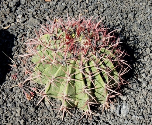 Calete de Fuste ( Fuerteventura )