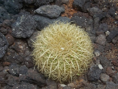 Centre des visiteurs ( Lanzarote )