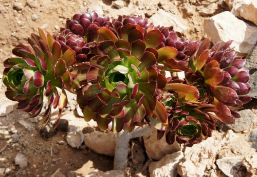 Ecomusee d' Algogida ( Fuerteventura )