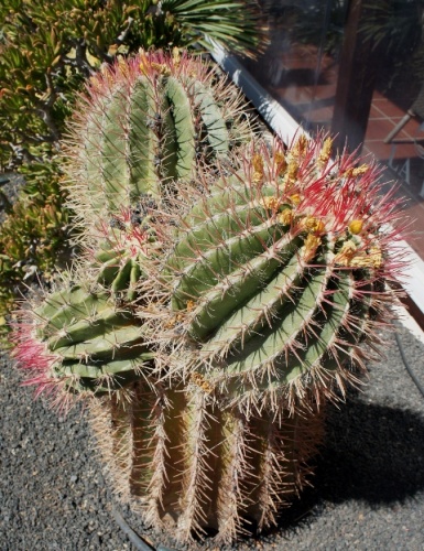 Calete de Fuste ( Fuerteventura )