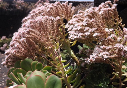 Jameos de Agua ( Lanzarote )