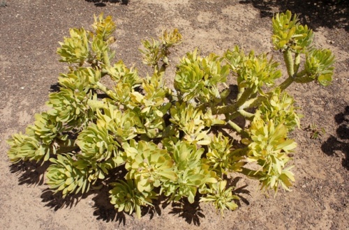 Ecomusee d' Algogida ( Fuerteventura )