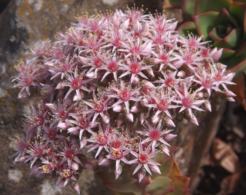 Haria ( Lanzarote )