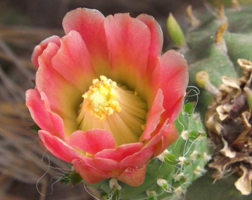 Jardin des Cactus ( Lanzarote )