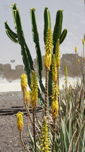 Puerto de Rosario ( Fuerteventura )