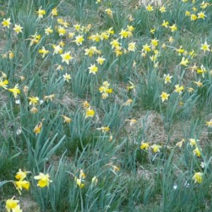 Les pres et talus tapisses de jonquilles