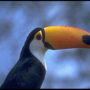 Toucan