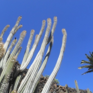 jameos del agua