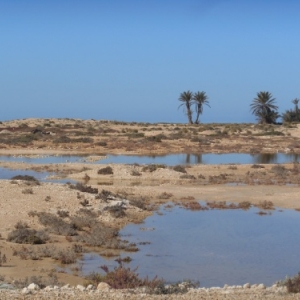 sidi jmour - cote occidentale