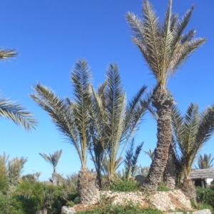Djerba, l’île d’Ulysse et des lotophages