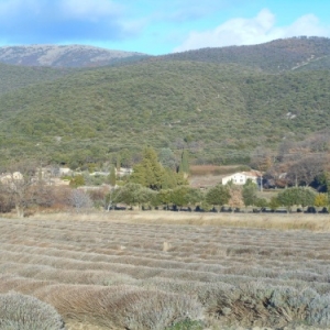 La Drôme : le pays de l'olivier, de la lavande, de la vigne et de la truffe