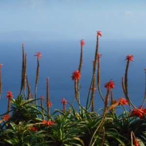 la jardin fleuri