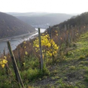 vallee du rhin -copyright Romantischer Rhein Tourismu