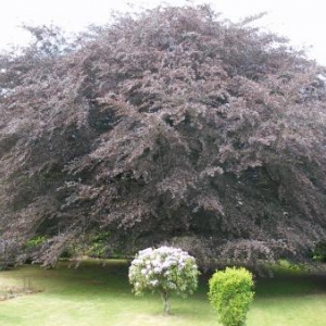 L'arbre remarquable de Sibret.