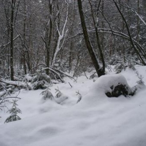 Le long du chemin, en remontant Tchevesart, vers Houffalize