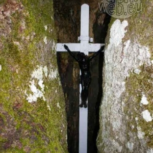 La croix incrustee dans l'arbre, lieu de culte.