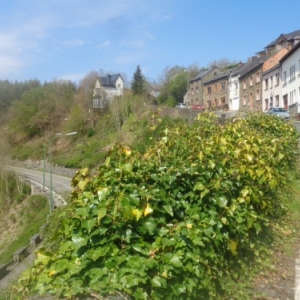 Houffalize, vue du Bois des Moines. 11.05.2017 Saint Mamert, 