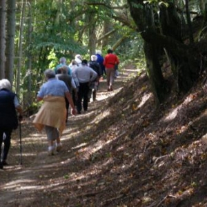 la voie Genin, intime, en sous-bois de sapins et feuillus