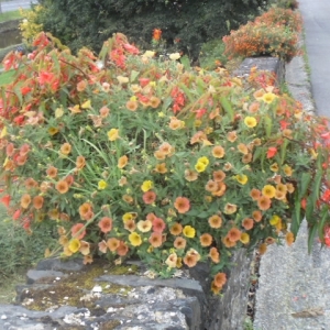 Muret rue de la Promenade