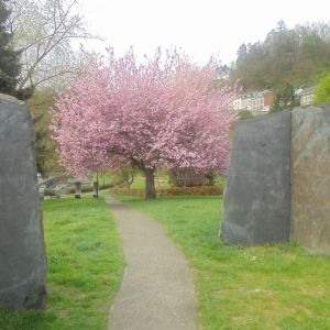 Houffalize Minigolf. Le cerisier du Japon en fleur. Entrée entre pierres de schiste monumentales.