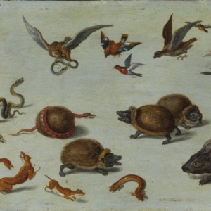 Les Ennemis des serpents, Jan I van Kessel (1626-1679),Gray, musée Baron Martin © cliché Studio Bernardot  