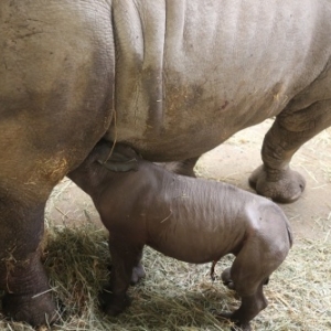 Naissance d’un Rhinocéros blanc du Sud à Pairi Daiza !