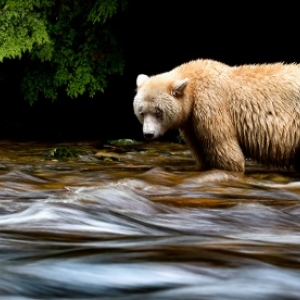 Conference :"Rencontre avec l Ours Esprit", par Emmanuel Juppeaux