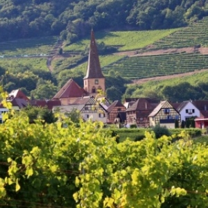 Parmi les vignes de l Alsace