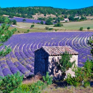 La beaute des champs de lavande, en Provence (c) Daniel Drion