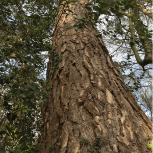 L arbre, offert par la Ville d Andenne, avant d etre sculpte en pirogue