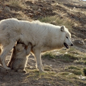 "Loups Blancs- Fantomes de l Artique" (c) Olivier Goetzl