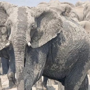 "Au plus pres des Elephants : De tendres Geants" (c) Jens Westphalen et Thoralf Grospitz