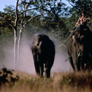 Des Mnongs capturant un Elephant