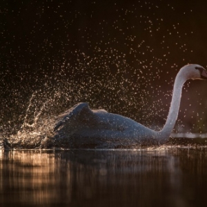 "Plumes au Fil de l Eau" (eglise Notre-Dame) (c) Gregory Galand (Be.)