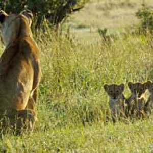 "Serengeti" (c) John Downer Productions/"BBC Worldwide"