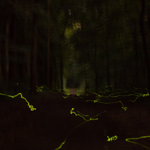 1er Prix « Z’autres Z’Ailes » : « Danse des Lucioles » © Vera Weber © « Expos Photos Aves »