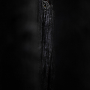 Prix du Public : « Cache-Cache » ©
Stefan Gerrits © « Expos Photos Aves »