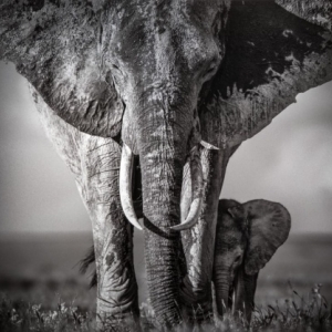 En Afrique, avec (c) David Yarrow/"Leonhard s Gallery"