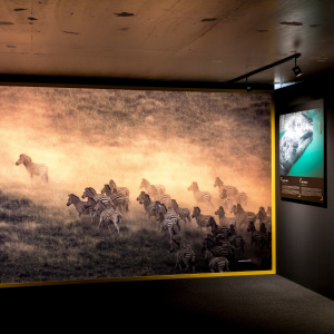 © « National Geographic » © Photo Expo : Michel Tonneau/« L’Avenir »