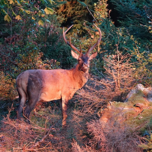 « Jusqu’ici ma Relation avec les Cerfs », lauréat du « Prix Ciné Solo » (amateurs) 2024 © Christophe Klein