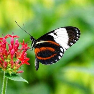 Voici un papillon echappe de la collection photographique de Donny Livet qui exposait tout dernierement a l Office du tourisme de Stoumont. Couleurs et grace